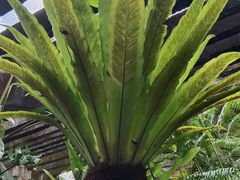 -深圳仙湖植物园