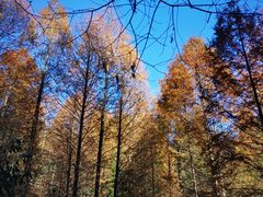 -山王坪喀斯特国家生态公园