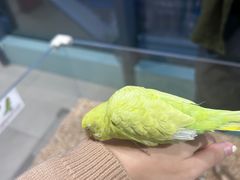 -怪兽屋·羊驼·猫咖·狗咖(俊华广场店)