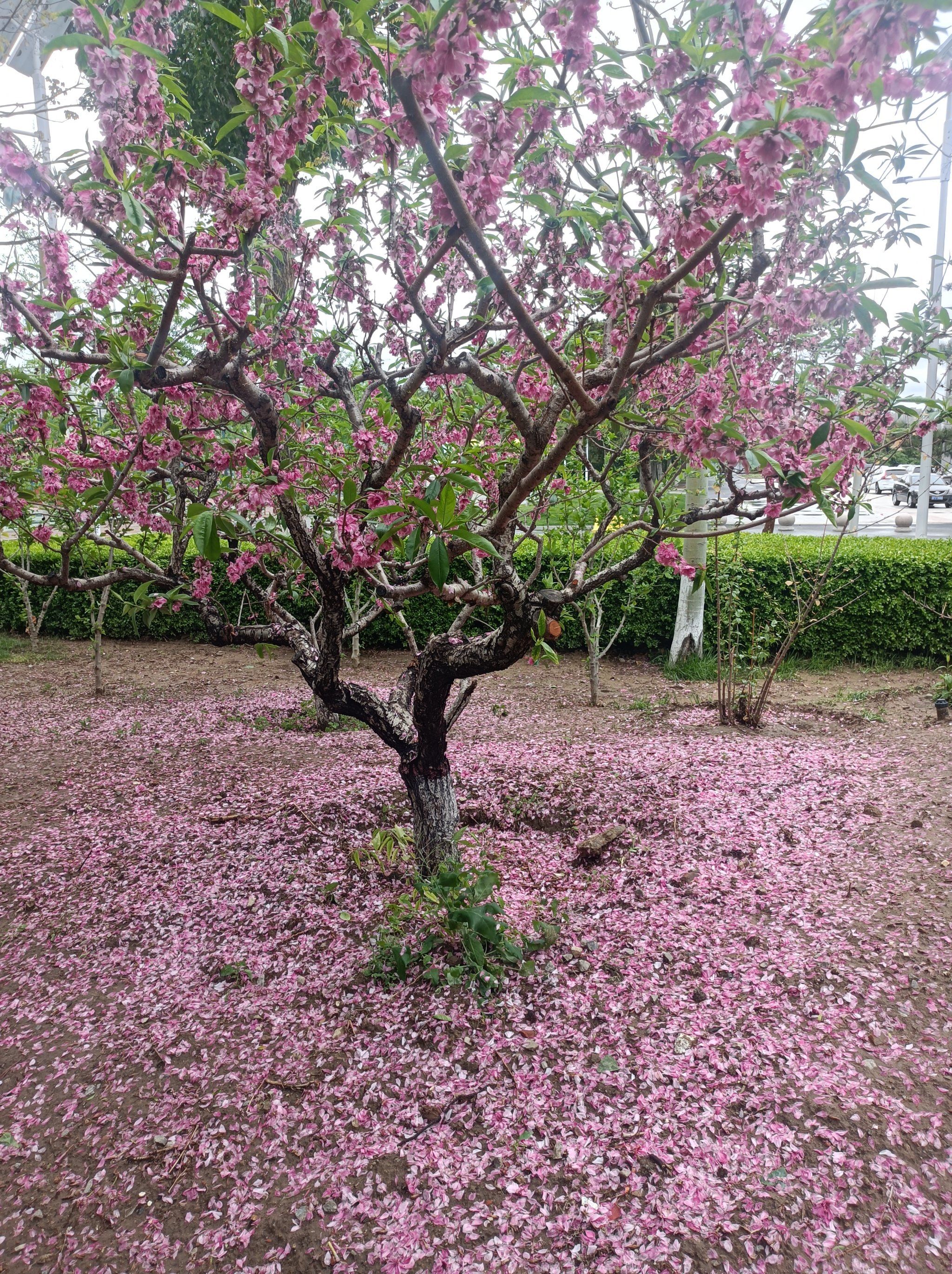 桃花尽落春去远