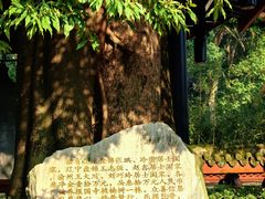 -峨眉山报国寺