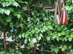 -亭亭鲜花店(中山北路店)