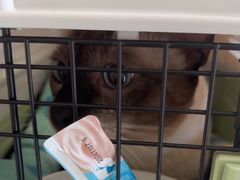 -瑞派福兴宠物医院犬猫全科·骨科·中西医结合(河东店)