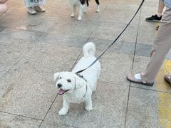 -小飞象面包公社(珠江路金鹰店)