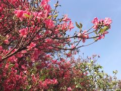 -木兰云雾山