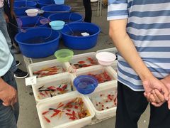 -中环花鸟鱼虫市场