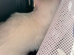 -艾贝尔宠物医院 ·内科全科(梁溪路店)