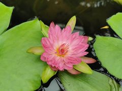 -国家植物园南园