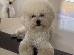-萌宠之家·腊肠犬·马尔泰·小体犬舍