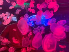 -多彩贵州城极地海洋世界