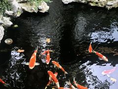-鲤院·新中式美学·庭院餐厅(夫子庙店)