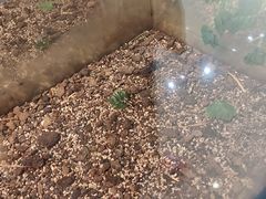 -上海昆虫博物馆