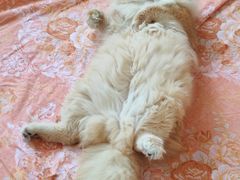 -天宠宠物医院24小时·急重症诊疗中心·全科·腔镜特色(和平分院)