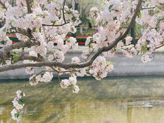 -海棠花溪(元大都城垣遗址公园)