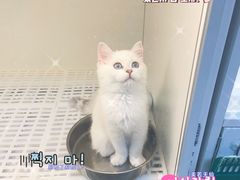 -lincat·猫舍(广州店)