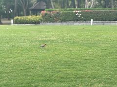 -逸廊大堂吧(三亚海棠湾万丽度假酒店)