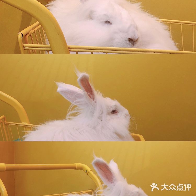 【西安探店】撸兔兔吗?安哥拉巨可爱邀你下午茶呀!