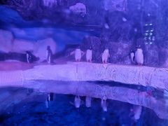 -暹罗海洋世界