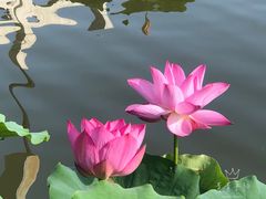 -莲花池公园