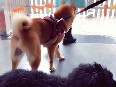 -暖阳宠物医院·犬猫康复中心·骨科