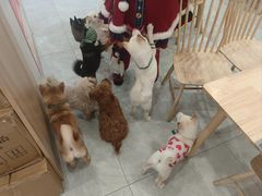 -柴犬小屋·柴餐厅·狗咖食堂(金鼎广场店)