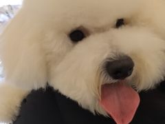 -艾贝尔宠物医院 ·中兽医·宠保定点(北门桥店)