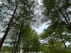 -东莞植物园