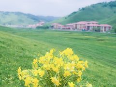 -关山草原