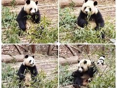 -成都大熊猫繁育研究基地