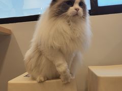 -有喵·猫咖·狗咖·30几只猫10只小狗(岗厦店)