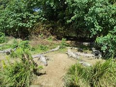 -中国扬子鳄村