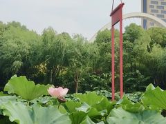 -陈家山荷花公园
