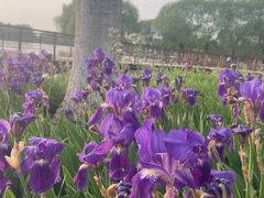 -石家庄市植物园