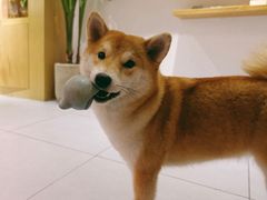 -柴务处·柴犬主题狗咖