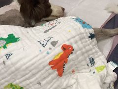 -伟伟宠物医院·CT影像中心·瑞派犬猫综合性门诊(汉口总院)