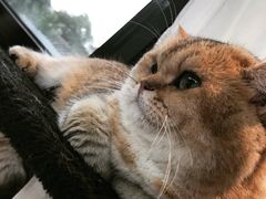 -猫小院猫主题餐厅(南锣旗舰店)