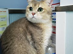 -纳吉亚猫专科动物诊疗中心(蒋宅口分院)