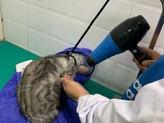 -圣宠动物医院·犬猫专科·影像中心·外科中心
