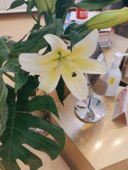 -熙朵美学植发连锁