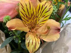 -莲花跑车(国贸商城店)