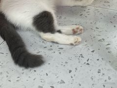 -喵园·猫主题咖啡厅·撸猫·猫咖(国贸店)