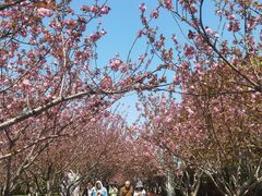 -高东镇樱花园