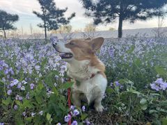 -宠福鑫康馨动物医院·骨科·眼科