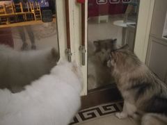 -more than meow吴止猫主题餐厅(承德 中船汇店)