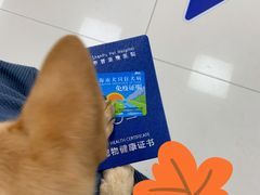 -申普宠物医院·心脏介入·心血管微创(总院)