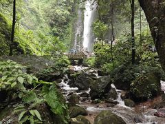 -莫里热带雨林景区