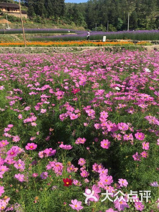 花千谷格桑花世界图片 第3张