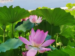 -莲花池公园