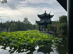 -桂湖森林公园