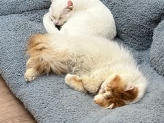 -有猫主题·治愈系猫咖(曾厝垵店)